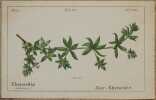 Sherardia arvensis. Heinrich Romer