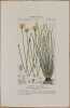 BOTANICA MONOCOTILEDONI Siride coperchiata Xyris operculata. Pierre Jean Francis Turpin