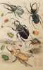 COLEOPTERA. 