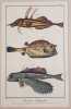 HISTOIRE NATURELLE LE POISSON COFFRE - LA LYRE - LE POISSON VOLANT. Antonio Baratti (1724-1787)