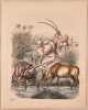 ANTILOPE. 