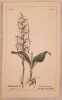 Platanthera bifolia. Heinrich Romer
