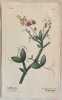 Lathyrus latifolius. Heinrich Romer