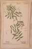 Vicia tetrasperma . Heinrich Romer