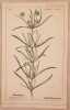 Plantago arenaria. Heinrich Romer 