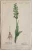 Habenaria viridis. Heinrich Romer
