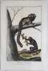 HISTOIRE NATURELLE LE TAMARIN - L'OUISTITI. Antonio Baratti (1724-1787)