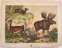 LAMA (Auchenia lama) MOSCO COMUNE (Moschus moschiferus) ALCE (cervus alces) TAVOLA XIX. Ferdinando Sordelli