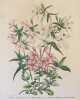 Phlox divaricata  Phlox pilosa Phlox stolonifera crassifolia. Edouard Morren (1833-1886)