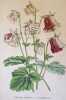 Aquilegia vulgaris var. caryophylloides. Edouard Morren (1833-1886)