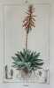 ALOES. Lambert su disegno di Turpin