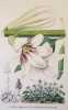 Lilium giganteum  Ionopsidium acaule reich . Edouard Morren (1833-1886)