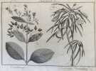 DEEL PLAAT VI Cinchona Cerbera thevetia. Maarten Houttuyn (1720-1798)