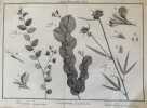 DEEL PLAAT LXII Polygala Japonica  Crotalaria perforata  Anthyllis ensifolia. Maarten Houttuyn (1720-1798)