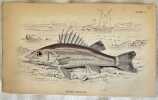 NIPHON SPINOSUS  (PESCE PERSICO SEGHETTATO). William Home Lizard (1788-1859)