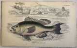 CENTROPRISTES NIGRICANUS Black bass. William Home Lizard (1788-1859)