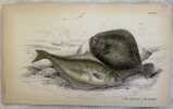 THE HOLIBUT  THE TURBOT Halibut Rombo chiodato. William Home Lizard (1788-1859)