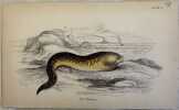 THE MURANA Murena<BR><BR> . William Home Lizard (1788-1859)