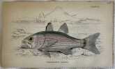 CHEILODIPTERUS ARABICUS (PERCA ARABICA). William Home Lizard (1788-1859)