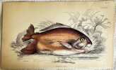 MYLETES PACU (Pacu del Guiana). William Home Lizard (1788-1859)