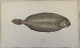 LONG FLOUNDER (Sogliola). Jonathan Couch