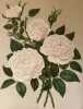 ROSA PL. 45. Paul Auguste Hariot (1854-1917)