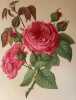 ROSA PL. 44. Paul Auguste Hariot (1854-1917)