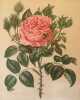 ROSA PL. 60. Paul Auguste Hariot (1854-1917)