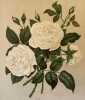 ROSA PL. 59. Paul Auguste Hariot (1854-1917)