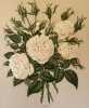 ROSA PL. 58. Paul Auguste Hariot (1854-1917)