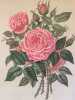 ROSA PL. 57. Paul Auguste Hariot (1854-1917)