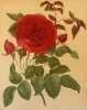 ROSA PL. 39<BR><BR>. Paul Auguste Hariot (1854-1917)
