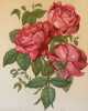 ROSA PL. 32. Paul Auguste Hariot (1854-1917)