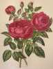 ROSA PL. 49. Paul Auguste Hariot (1854-1917)