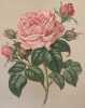 ROSA PL. 43. Paul Auguste Hariot (1854-1917)