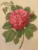 ROSA PL. 42. Paul Auguste Hariot (1854-1917)