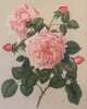 ROSA PL. 41. Paul Auguste Hariot (1854-1917)
