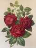 ROSA PL. 55. Paul Auguste Hariot (1854-1917)