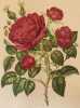 ROSA PL. 50. Paul Auguste Hariot (1854-1917)