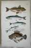GURNARD (Gallinella di mare) HERRING (Aringa) SPRAT (Spratto o papalina) WHITEBAIT (Bianchetti) JOHN DORY (Pesce San Pietro) 1882. Henry Reeve