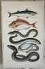 MACKEREL (Sgombro) SEA BREAM (Orata) EEL (Anguilla) LAMPREY (Lampreda) LAMPERN (Lampreda di fiume) CONGER EEL (Grongo comune) 1882. Henry Reeve