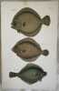 TURBOT (Scophthalmus maximus) BRILL (Rombo liscio) PLAICE (Platessa) 1882. Henry Reeve