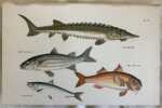 STURGEON (Storione) GREY MULLET (Triglia) RED MULLET PILCHARD (Sardina) 1882. Henry Reeve