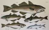 COD (Merluzzo) POLLACK (Merluzzo giallo) HADDOCK (Pesce eglefino) WHITING (Merlano) SMELT (Osmeridae). Henry Reeve