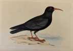 CHOUGH. Morris
