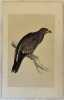 SPOTTED EAGLE (Aquila anatraia). Morris