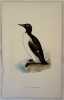 RINGED GUILLEMOT  (Uria aalge). Morris