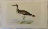 BARTRAM'S SANDPIPER<BR><BR>(Pira-pira codalunga). Morris