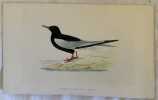 WHITE-WINGED BLACK TERN (Mignattino alibianche). Morris