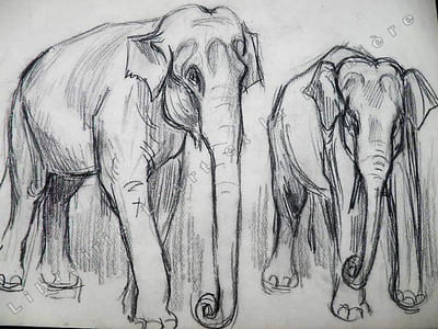 2 Elephants de cirque. Dessin original de FERNEL.